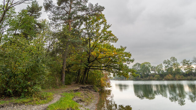 autumnal colored trees on vegetated lakeshore, lake with recreatonal place in Rhein valley, autumnal colored trees with orange and red leaves