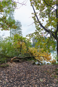 A tree with autumn-colored foliage, felled by a beaver, lies on the bank of a river; autumn in Vorarlberg. beaver activity