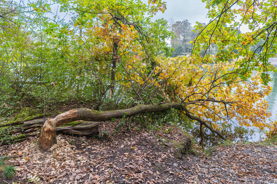A tree with autumn-colored foliage, felled by a beaver, lies on the bank of a river; autumn in Vorarlberg. beaver activity