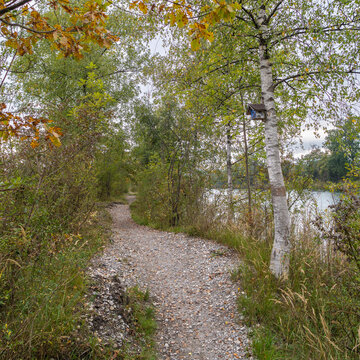 forest path covered with a bed of leaves, autumnal footpath between trees under beautiful colored canopy. forest and bushes stands in fairytale land.