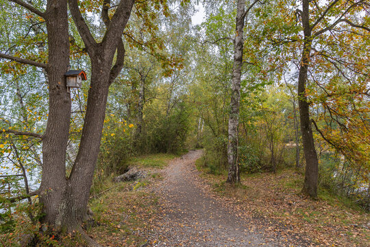 forest path covered with a bed of leaves, autumnal footpath between trees under beautiful colored canopy. forest and bushes stands in fairytale land.