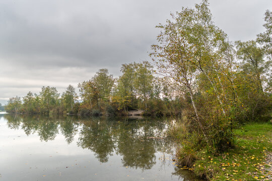 autumnal colored trees on vegetated lakeshore, lake with recreatonal place in Rhein valley, autumnal colored trees with orange and red leaves