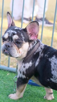 Expressive merle French Bulldog with underbite looking directly at camera, Cute exotic Frenchie puppy showing teeth with funny facial expression outdoors, french bulldog puppy and dog