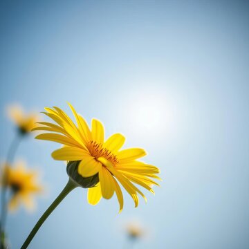 Bright yellow flower radiates joy on a calm blue backdrop, evoking feelings of happiness and sunshine, colorful, summer