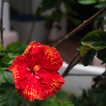 Beautiful red tropical hibiscus with yellow highlights seen  on a Boquete, Panama residential golf community.