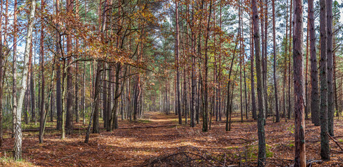 Beautiful wide panoramic view of a sunlit path through a wild pine forest in autumn © underwaterstas