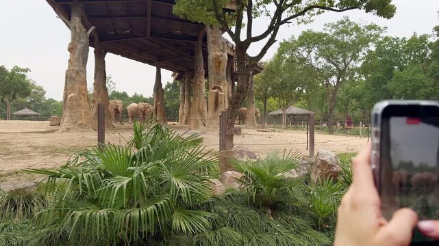 Tourist hands holding smartphone and taking photos of elephants at Shanghai Wild Animal Park, China.