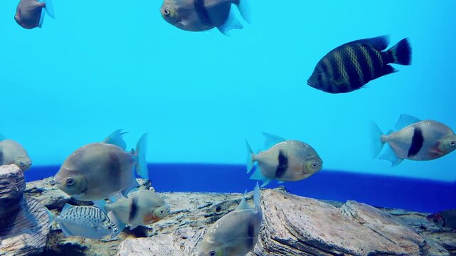 Aquarium Wall with Blue Water and Colorful Fish &ndash; Underwater Scene