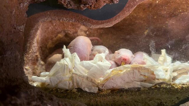 Naked mole rats moving and interacting inside a rocky underground burrow at Bioparc Valencia, Spain, showcasing unusual social behavior and adaptations of subterranean mammals.