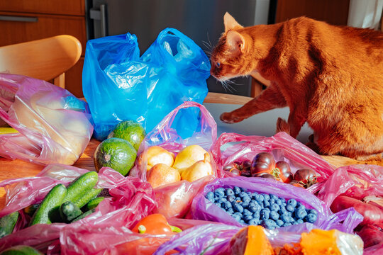 Cat explores groceries on a kitchen table