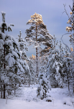 Scenic winter landscape in evening forest. Sunlit top of a high evergreen pine tree contrasting with cold blue shadows on pristine snow.