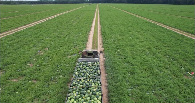 Aerial tracking shot of a loaded watermelon truck driving down a field road