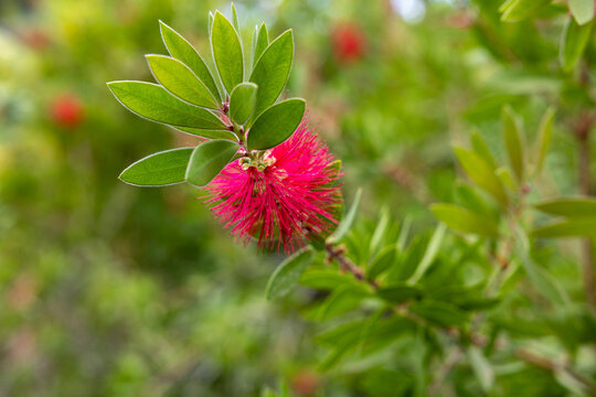 Red Bottlebrush Flower Blooming in Parc Phoenix in Nice France