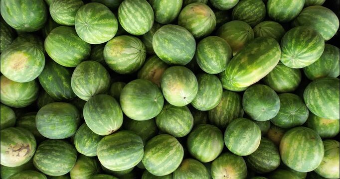 Top-down drone shot of a bin full of fresh watermelons