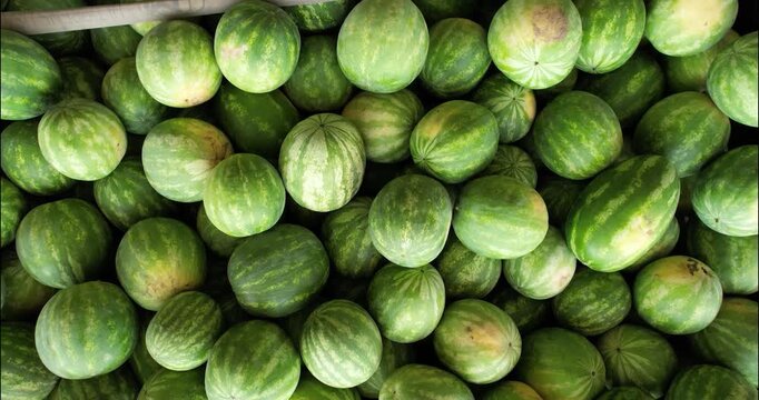 Overhead flyover of harvested watermelons piled in bulk bins