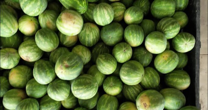 Drone glide over bulk bins of fresh watermelons