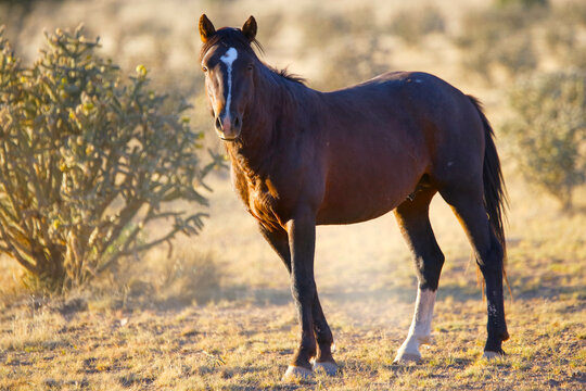 Spanish mustang in New Mexico