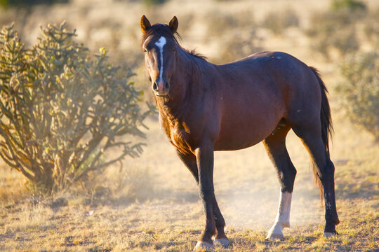 Spanish mustang in New Mexico
