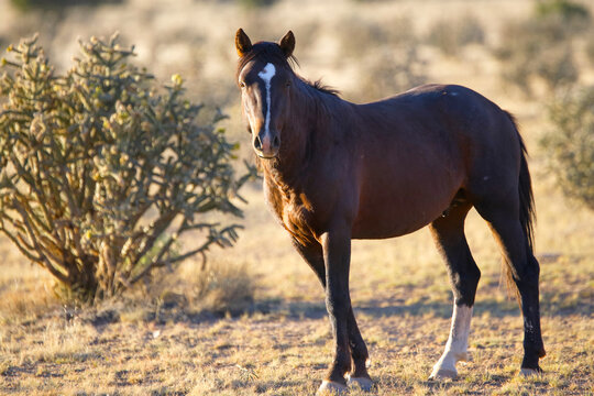 Spanish mustang in New Mexico