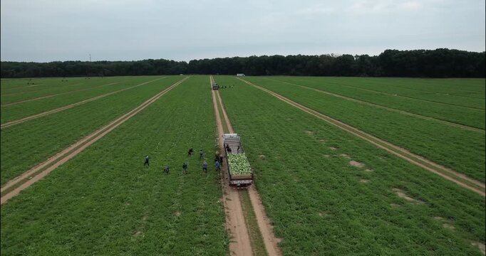 Aerial push toward a harvest crew loading a watermelon truck