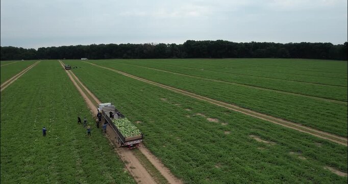 Aerial approach to workers loading watermelons onto a flatbed in the field