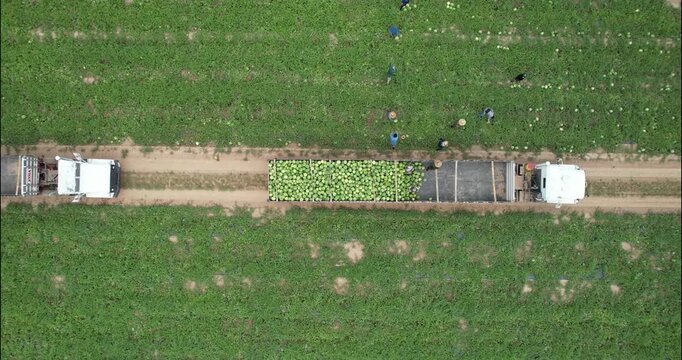 Top-down aerial of a watermelon loading line between two trucks