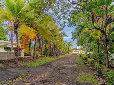 Tropical trees lining secondary road in Coronado, Panama, after rain.