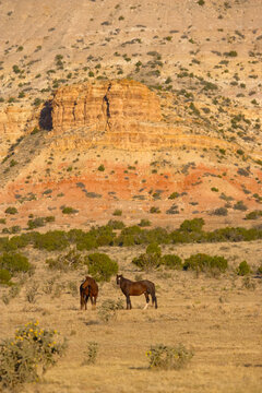 Spanish mustangs in New Mexico