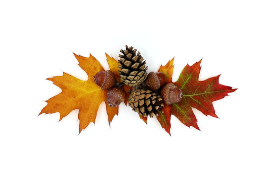 Colorful autumn leaves, acorns, and pinecones isolated on a white background. Autumn concept.