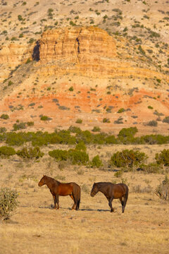 Spanish mustangs in New Mexico