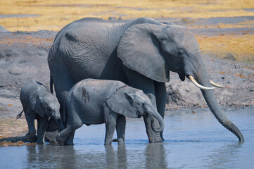 Elephant family drinking water Africa safari © Steven