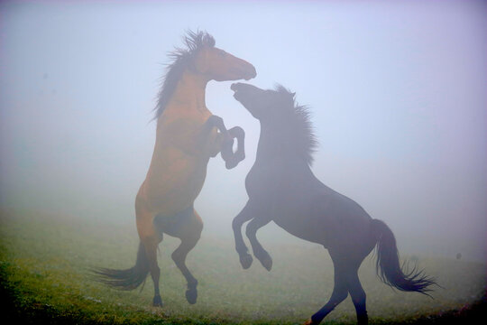 Wild stallions fighting in the fog in Wyoming