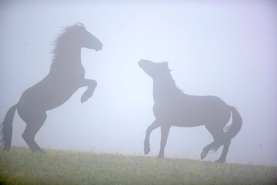 Two wild stallions fighting int he fog in Wyoming