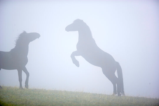 Two wild stallions fighting int he fog in Wyoming