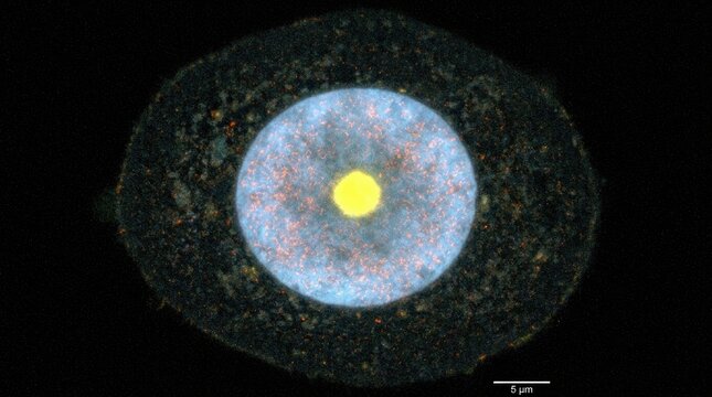 Eukaryotic cell nucleus demonstrating structural division phase, microscopic biology view of fluorescent nucleolus inside membrane cytoplasm envelope, showing genetic reproduction process.