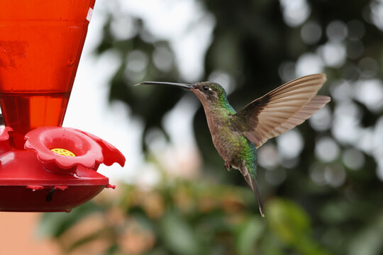 Female Talamanca Hummingbird Hovering and Feeding at a Red Nectar Feeder