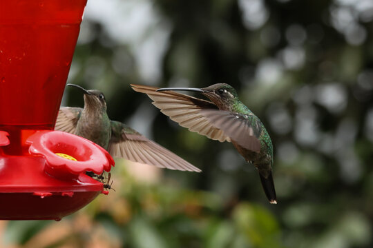 Female Talamanca Hummingbird Hovering and Feeding at a Red Nectar Feeder