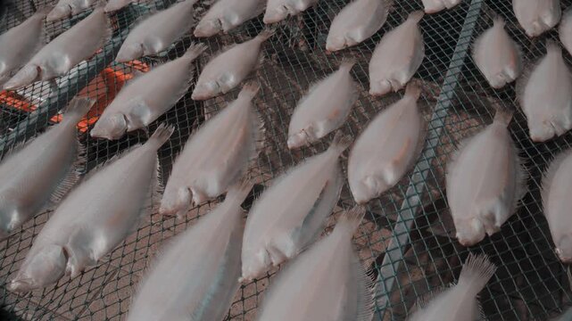 Dried Flounder Fish Drying on Net Frames in Traditional Fishing Village at Gijang, Busan, South Korea