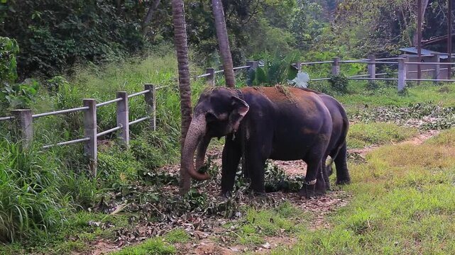Large asian elephant eating green branches outdoor in Sri Lanka