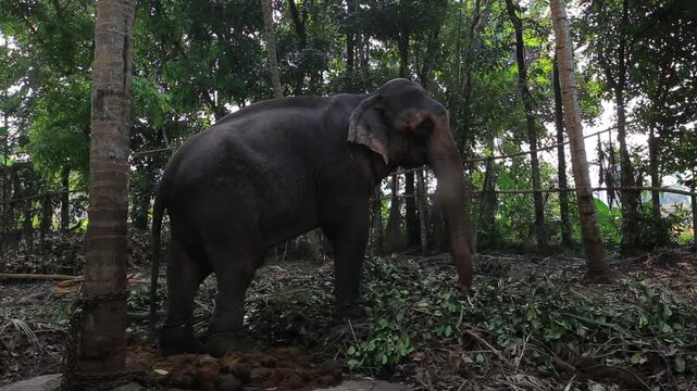 Captive asian elephant chained to tree in jungle of Sri Lanka