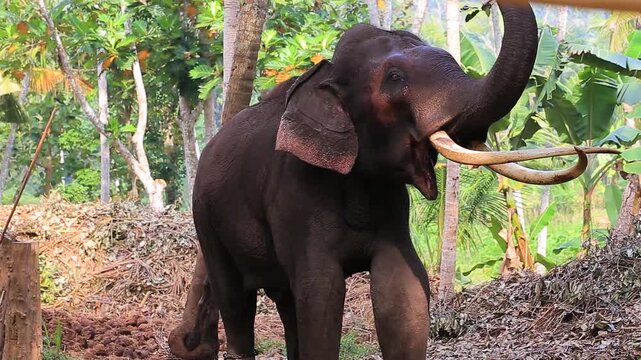 Front view of rare tusker elephant standing in jungle of Sri Lanka