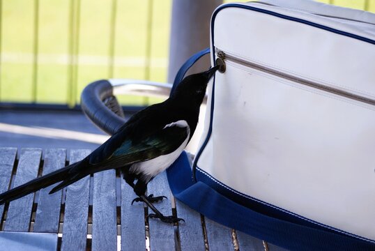 Funny magpie bird trying to open zipper of white bag on wooden table
A curious magpie magpie bird pecking at zipper of a white sports bag on outdoor wooden table, funny wild bird stealing