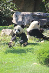Panda © Fanny
