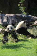 Panda © Fanny