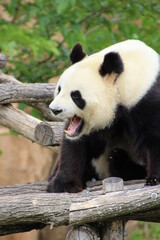 Panda © Fanny