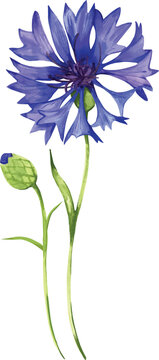 Bouquet bunch of wildflowers of cornflowers with green stems and leaves. Beautiful rustic botanical illustration vector collection. Elegant set of watercolor elements with blue flowers and buds. 