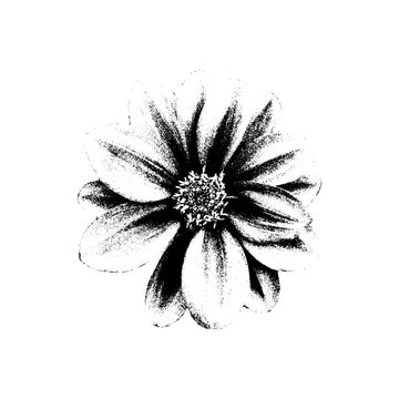 Vintage halftone flower design with photocopy grunge texture, stipple rose and daisy petals, retro botanical collage with gradient dots, gritty black aesthetic illustration.