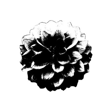 Vintage halftone flower design with photocopy grunge texture, stipple rose and daisy petals, retro botanical collage with gradient dots, gritty black aesthetic illustration.