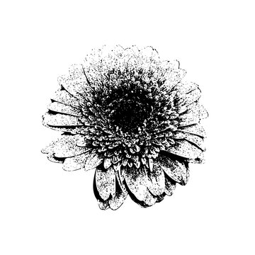 Vintage halftone flower design with photocopy grunge texture, stipple rose and daisy petals, retro botanical collage with gradient dots, gritty black aesthetic illustration.