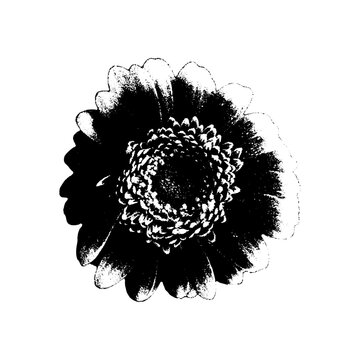 Vintage halftone flower design with photocopy grunge texture, stipple rose and daisy petals, retro botanical collage with gradient dots, gritty black aesthetic illustration.